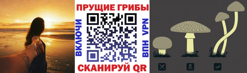 где купить наркоту Партизанск hydra как зайти Псилоцибиновые грибы Psilocybine cubensis